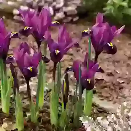 Purple Hill